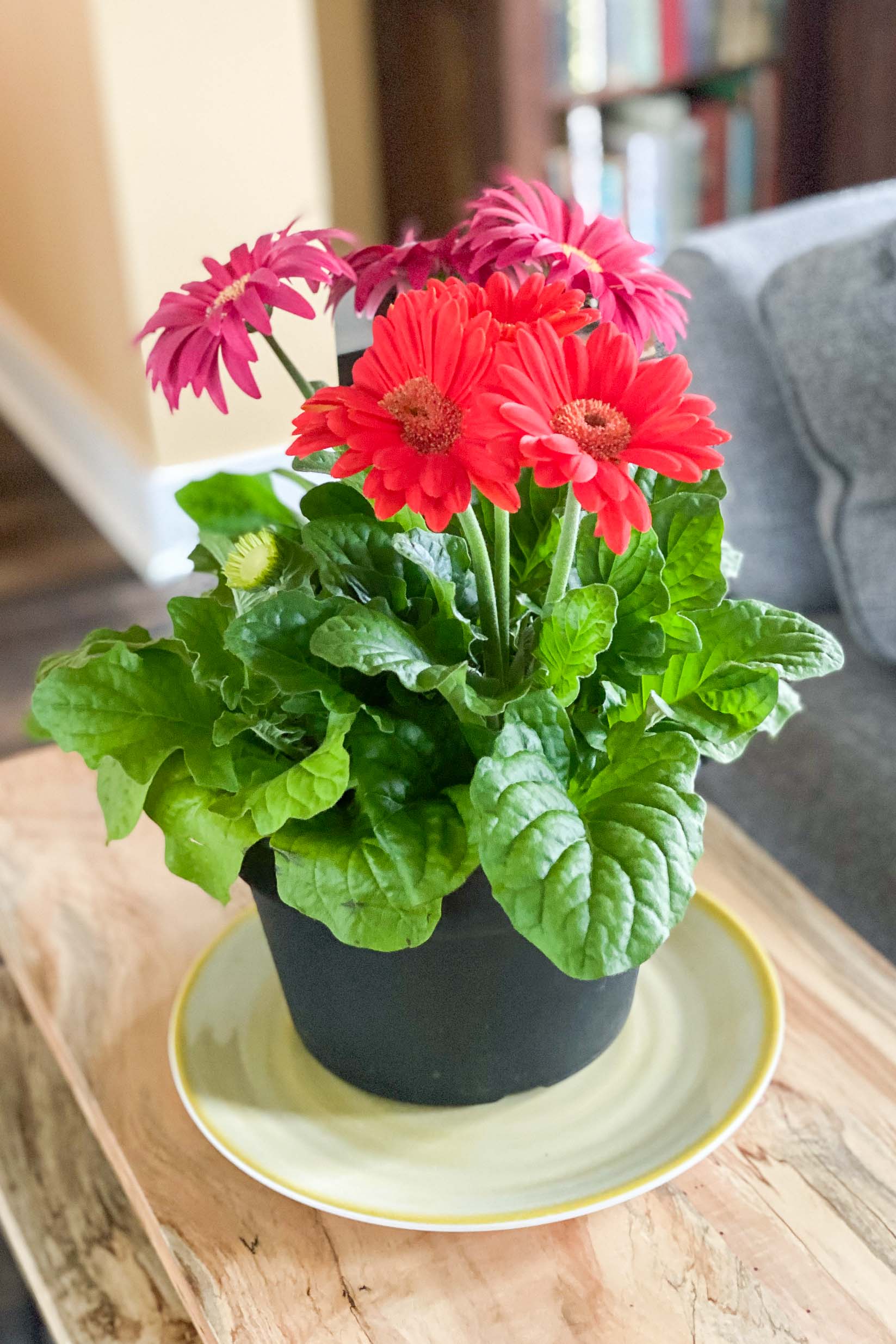 Mother's Day Gifts: Potted Plants