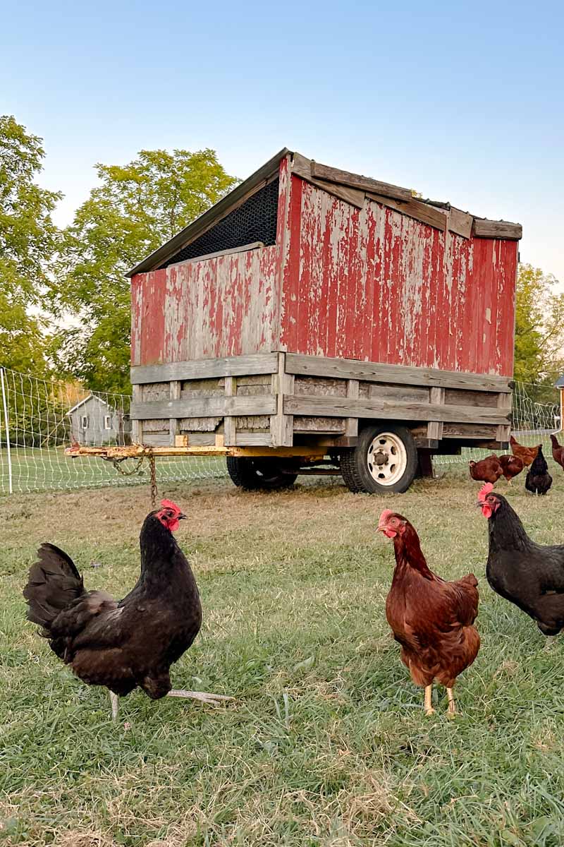 Chickens in a yard with a mobile coop in the backgorund...